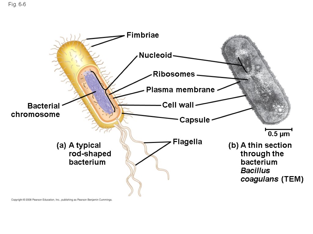 Fig. 6-6 Fimbriae Nucleoid Ribosomes Plasma membrane Cell wall Capsule Flagella Bacterial chromosome (a)